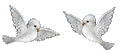 pajaros